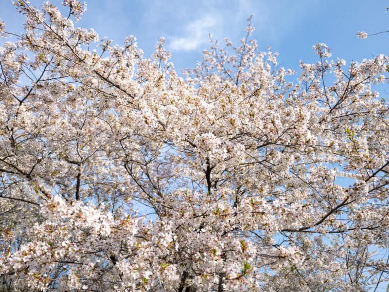 Yoshino Cherry Blossoms Tidal Basin Blue Sky Washington DC United States. Photo by David Coleman - havecamerawilltravel.com