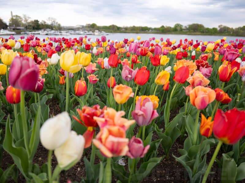 Colorful mixed tulip field with the Potomac River and boats visible in the background