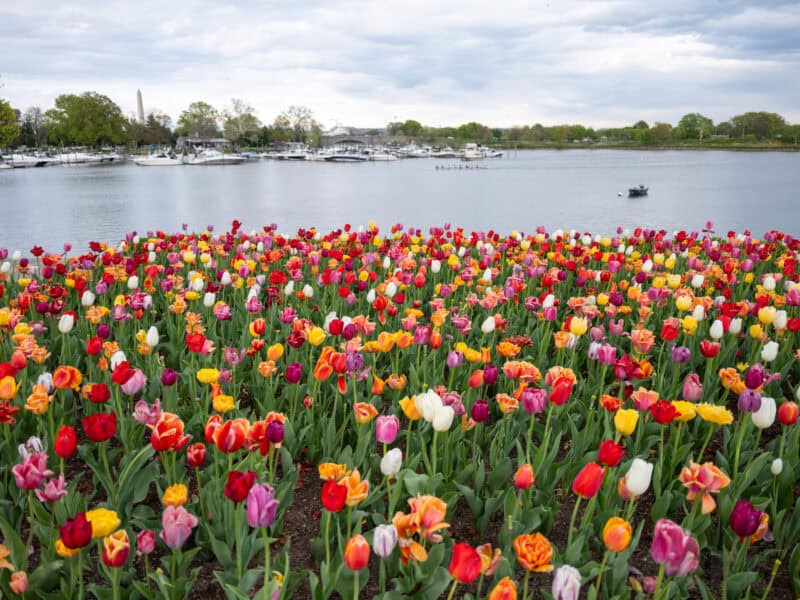 Pentagon Lagoon Colorful Spring Tulips Arlington United States. Photo by David Coleman - havecamerawilltravel.com