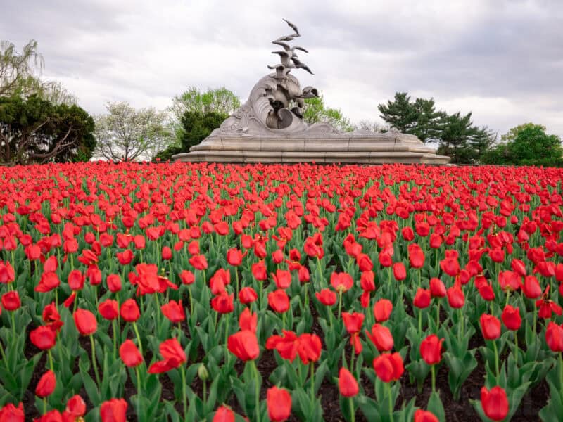 Red tulip field in front of a stone fountain sculpture topped with birds
