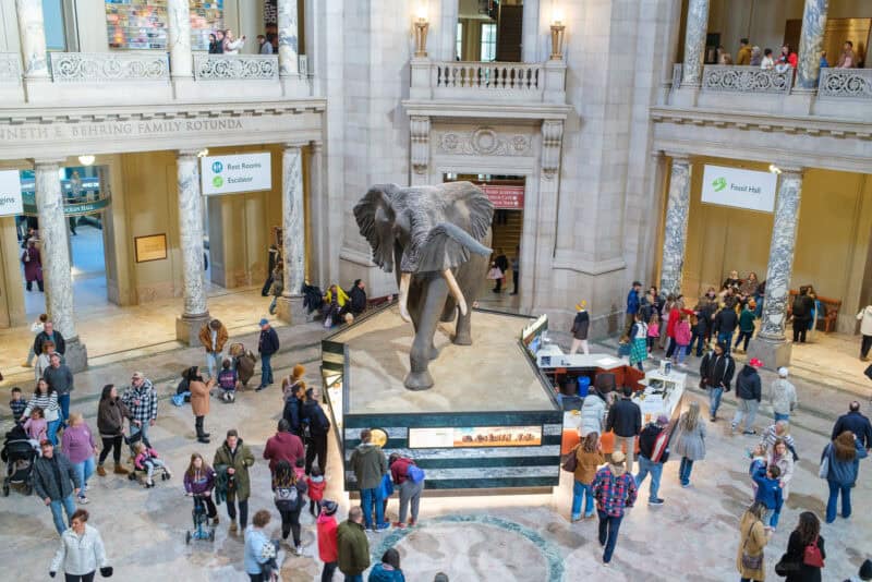 Smithsonian Natural History Museum. Photo by David Coleman - havecamerawilltravel.com