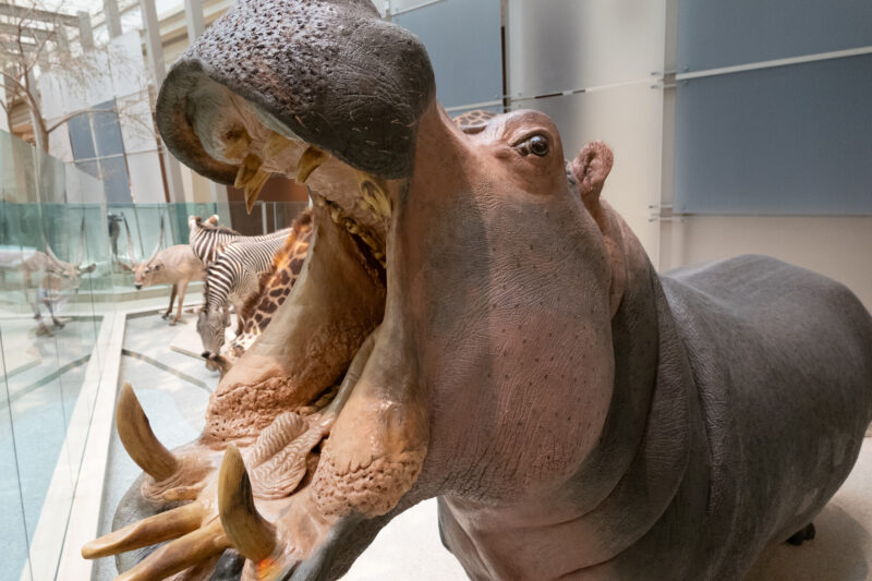 Example Sony RX100 VII RAW image with no editing (Lightroom default settings), before DxO PureRAW processing