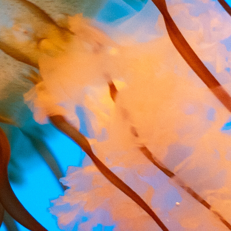 100% crop (center) of a Nikon D3500 RAW image before DxO PureRAW processing
