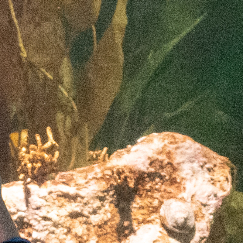 100% crop (center) of a Nikon D3500 RAW image before DxO PureRAW processing