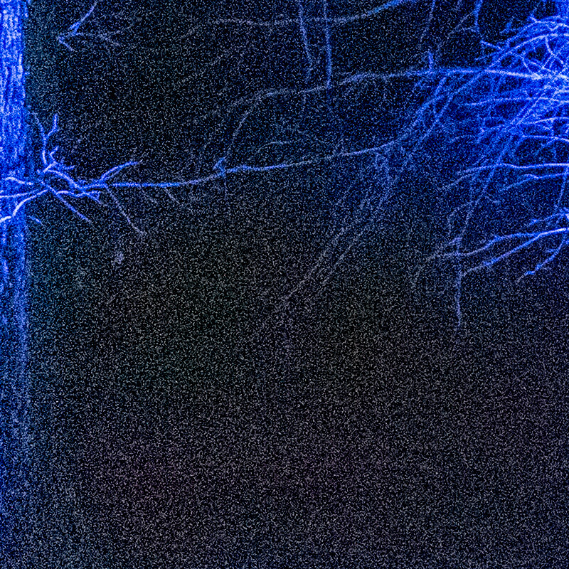 100% crop (detail) of a Nikon D3500 RAW image before DxO PureRAW processing